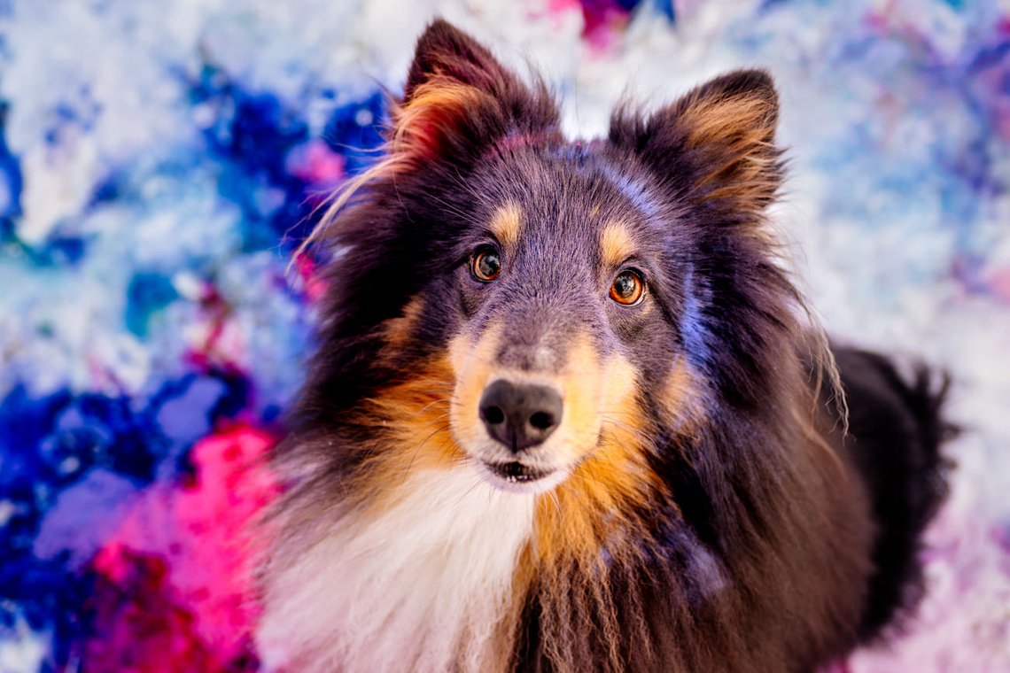 Sheltie Rüde sitzt bunt bekleckert im lila rosa blauem Schnee bei Holifotoshooting