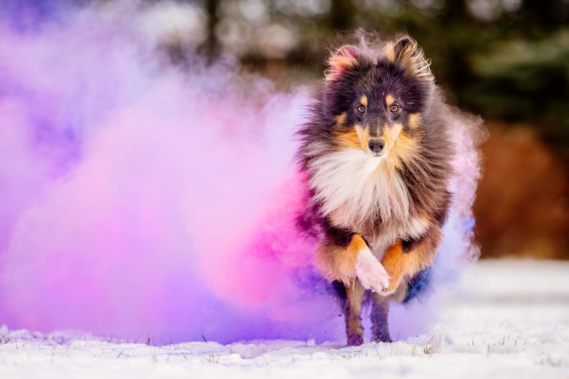 Sheltie Rüde läuft mit Farbwolke in lila und pink durch den Schnee beim Hundefotoshooting