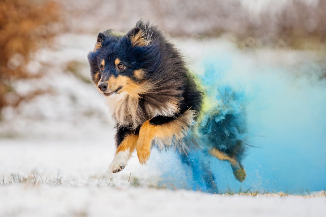 Sheltie Rüde rennt mit Holipulver in blau und grün durch den Schnee beim Hundefotoshooting