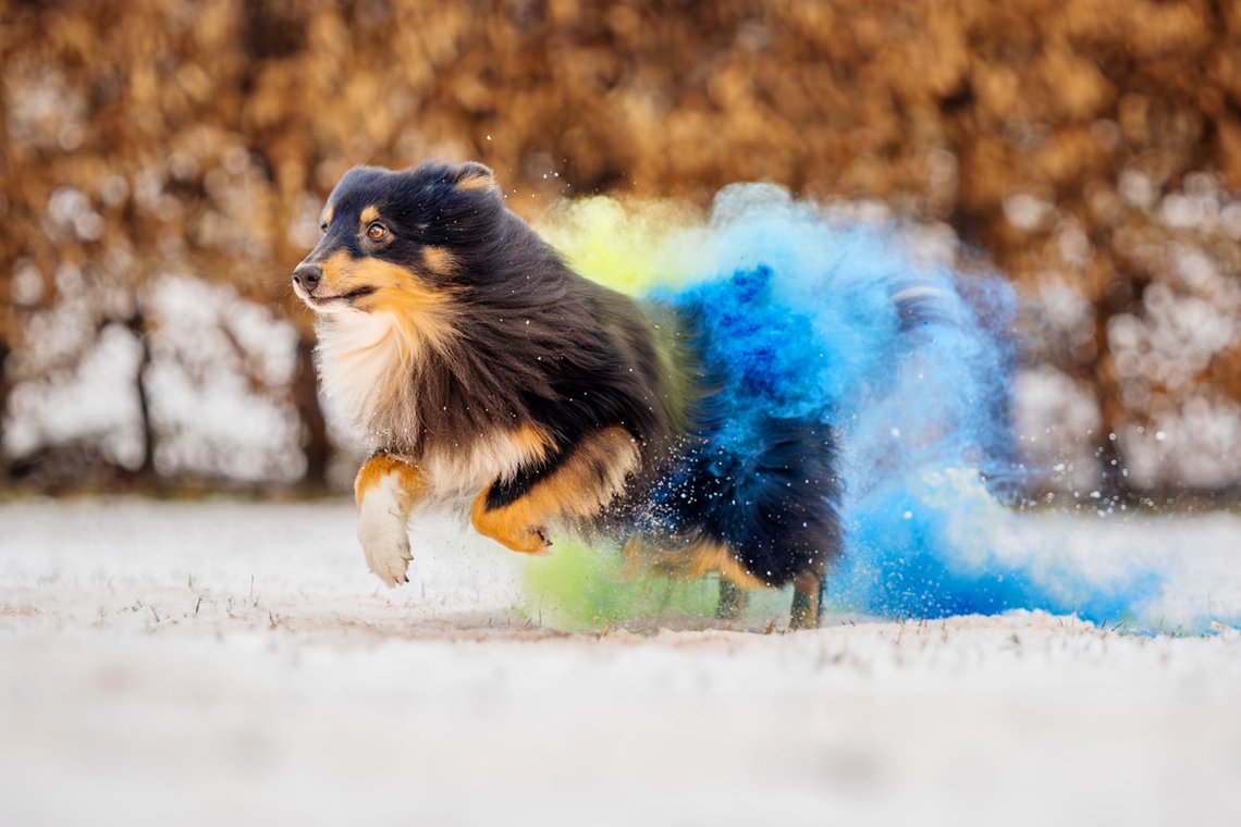 Sheltie Rüde rennt mit Holipulver in blau und grün durch den Schnee beim Hundefotoshooting