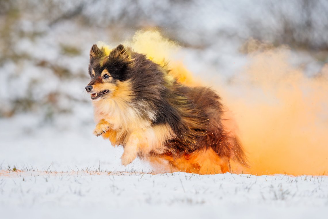 Sheltie Rüde rennt mit buntem gelb orange Holipulver durch den Schnee beim Hundefotoshooting