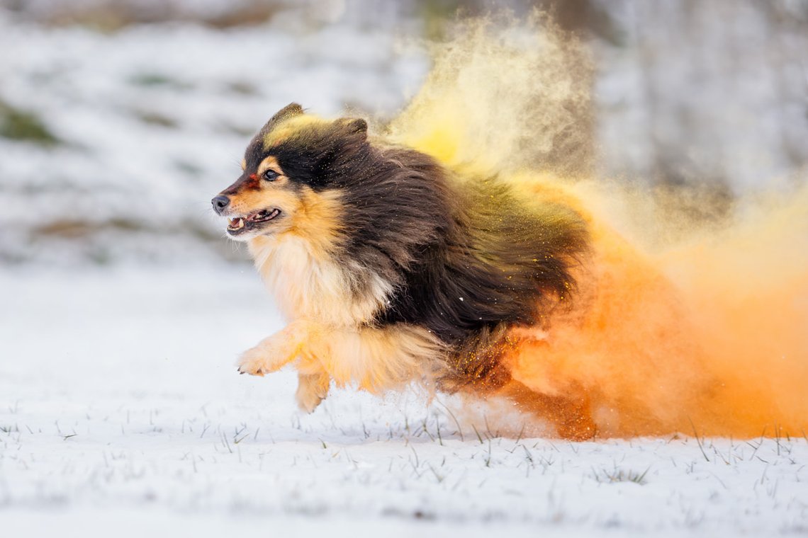 Sheltie Rüde rennt mit buntem Holipulver durch den Schnee beim Hundefotoshooting