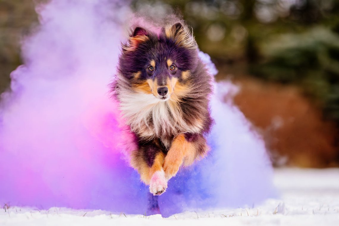 Sheltie Rüde läuft mit Farbwolke in lila und pink durch den Schnee beim Hundefotoshooting