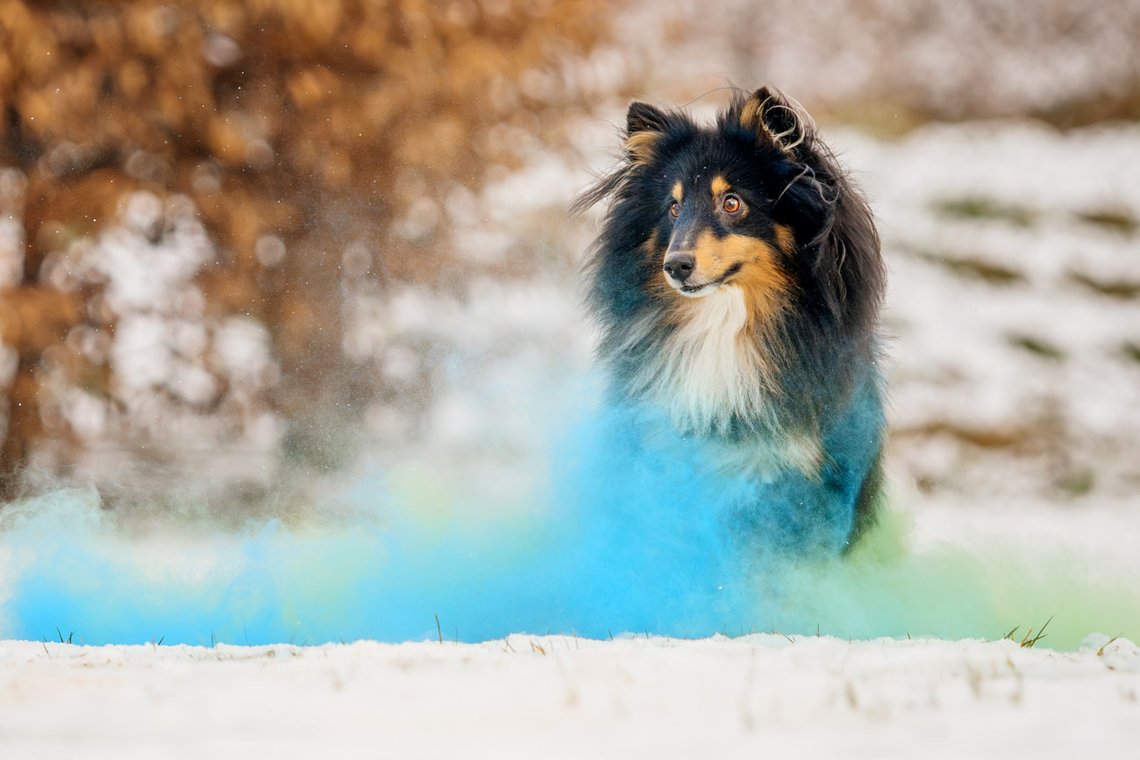 Sheltie Rüde rennt mit Holipulver in blau und grün durch den Schnee beim Hundefotoshooting