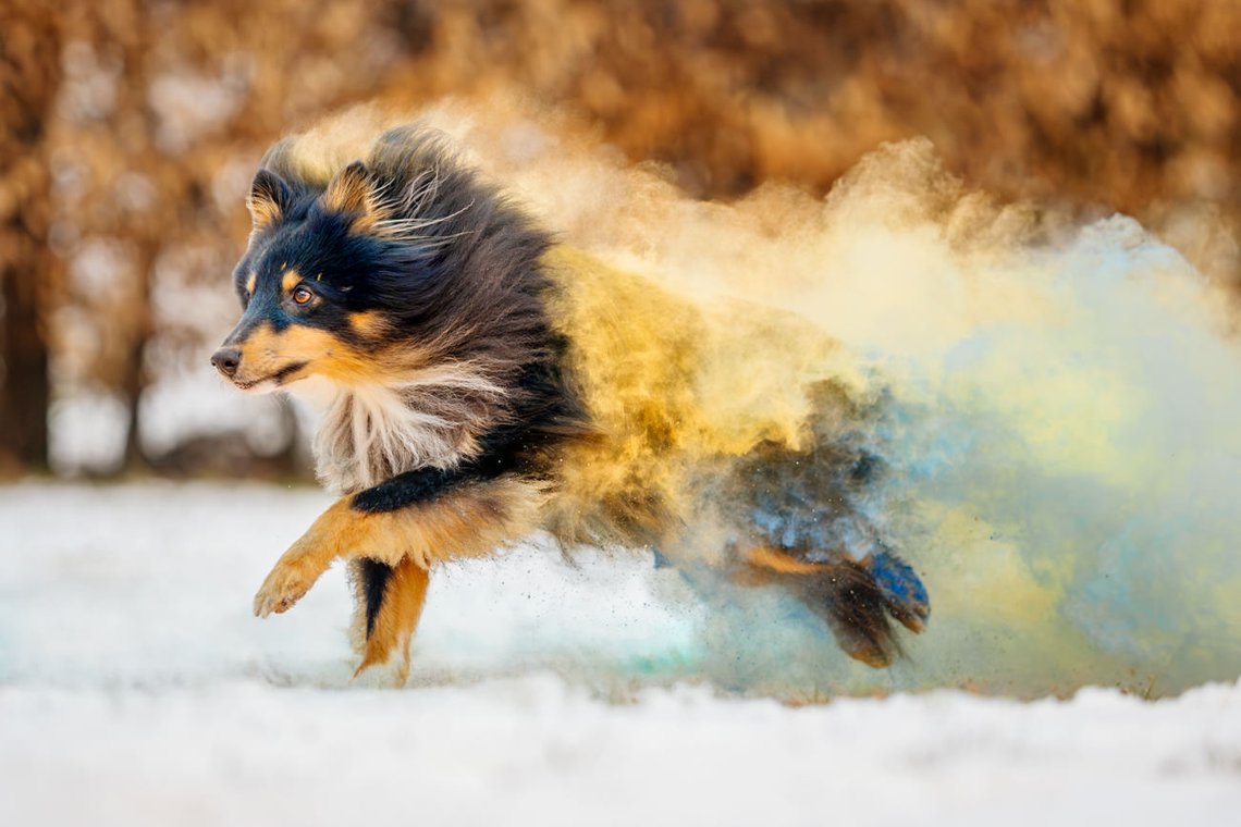 Sheltie Rüde rennt mit Holipulver in blau und gelb durch den Schnee beim Hundefotoshooting