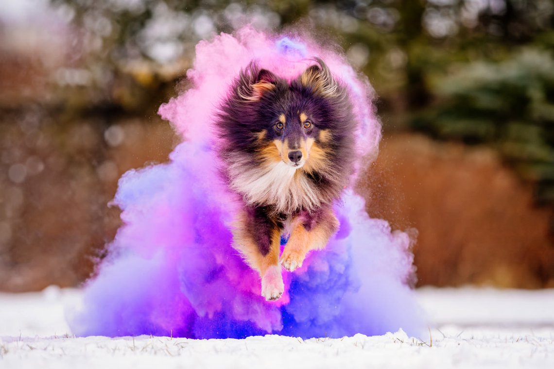 Sheltie Rüde läuft mit Farbwolke in lila und pink durch den Schnee beim Hundefotoshooting