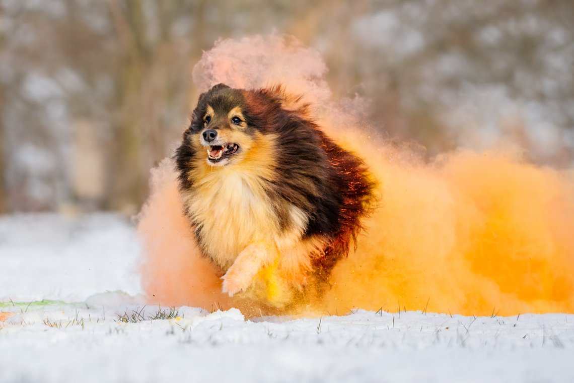 Sheltie Rüde rennt mit buntem Holipulver durch den Schnee beim Hundefotoshooting