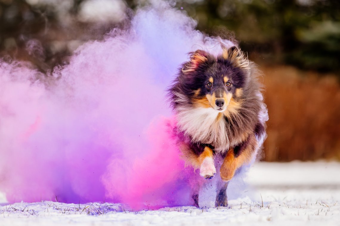 Sheltie Rüde läuft mit Farbwolke in lila und pink durch den Schnee beim Hundefotoshooting