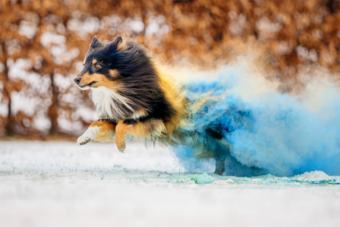 Sheltie Rüde rennt mit Holipulver in blau und gelb durch den Schnee beim Hundefotoshooting