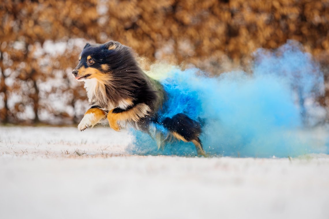 Sheltie Rüde rennt mit Holipulver in blau und grün durch den Schnee beim Hundefotoshooting