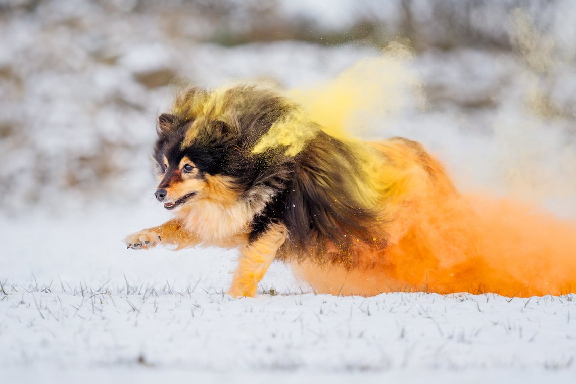 Sheltie Rüde rennt mit bunten Holipulver durch den Schnee beim Hundefotoshooting