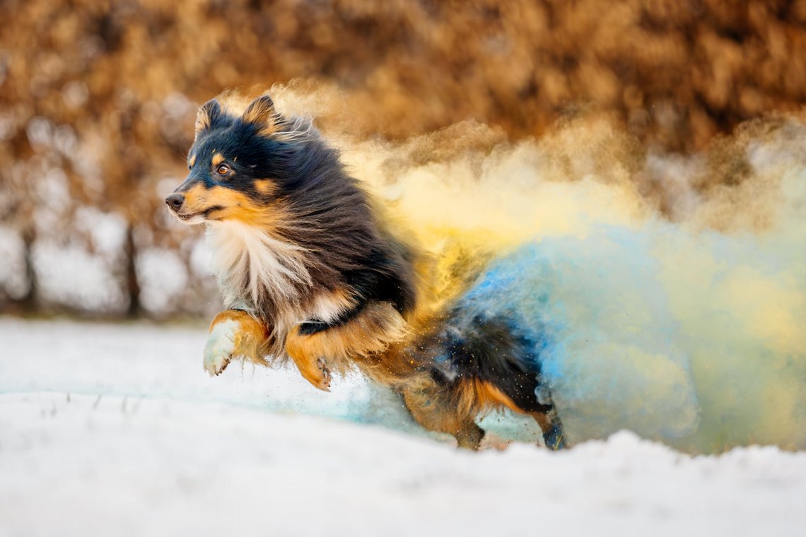 Sheltie Rüde rennt mit Holipulver in blau und gelb durch den Schnee beim Hundefotoshooting