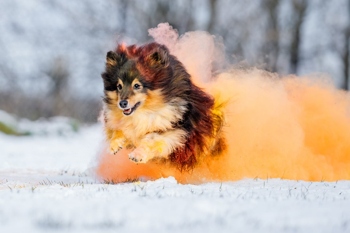 Sheltie Rüde rennt mit buntem Holipulver durch den Schnee beim Hundefotoshooting