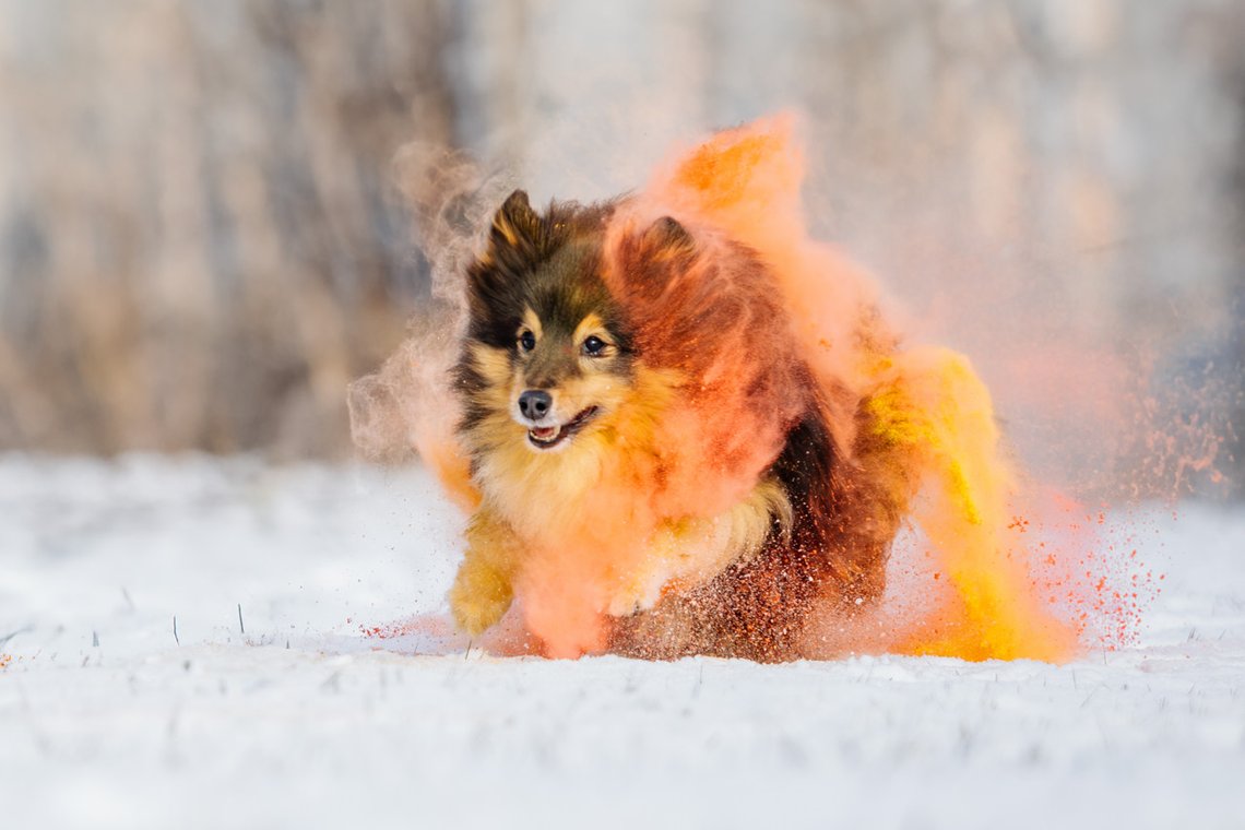 Sheltie Rüde rennt mit buntem Holipulver durch den Schnee beim Hundefotoshooting