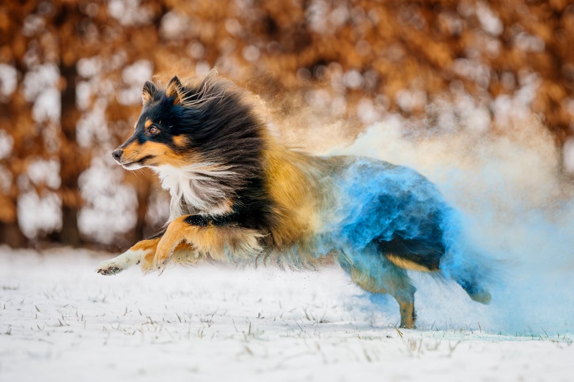 Sheltie Rüde rennt mit Holipulver in blau und gelb durch den Schnee beim Hundefotoshooting