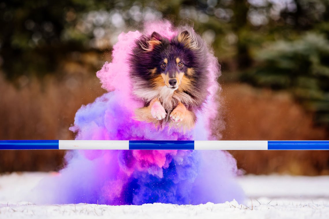 Sheltie Rüde springt mit Holipulver in lila und pink über eine Agility Hürde beim Hundefotoshooting