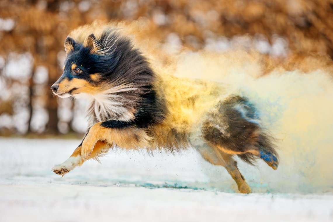 Sheltie Rüde rennt mit Holipulver in blau und gelb durch den Schnee beim Hundefotoshooting