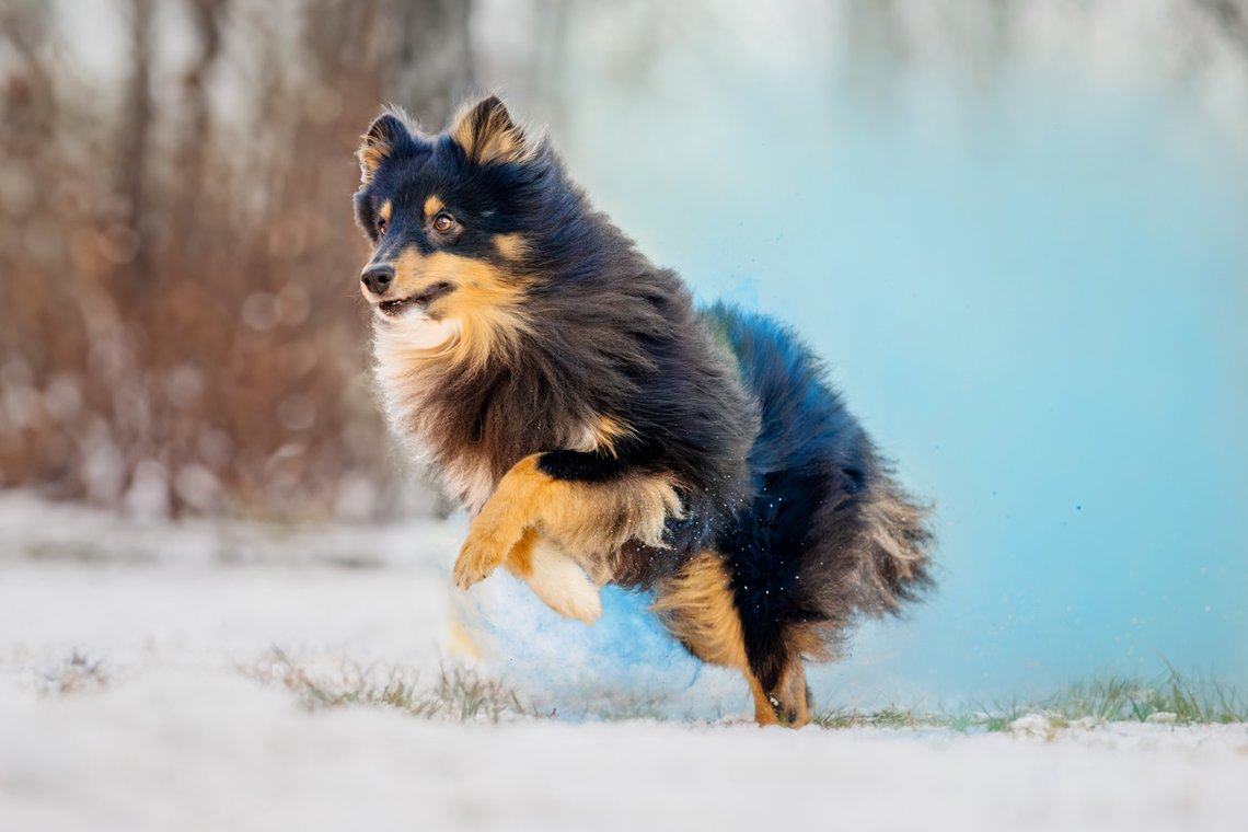 Sheltie Rüde rennt mit blauem Holipulver durch den Schnee beim Hundefotoshooting