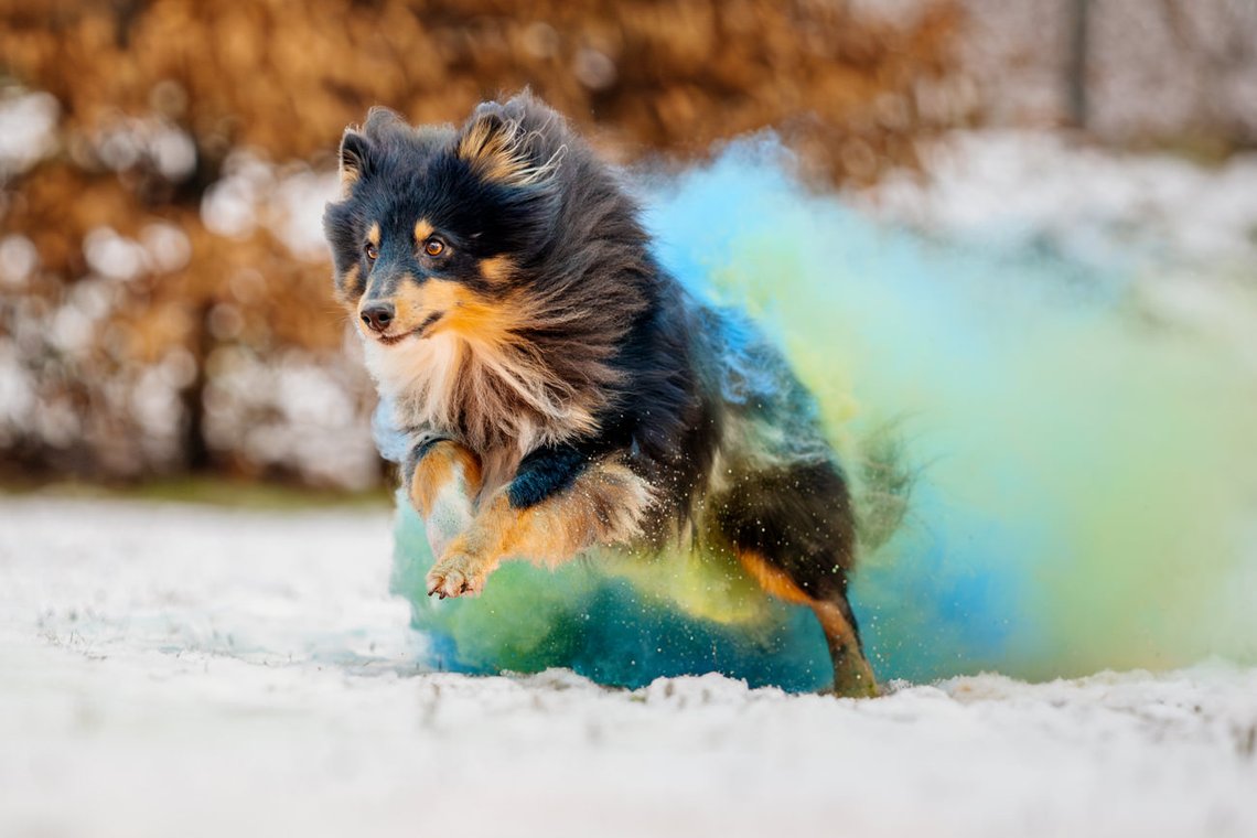 Sheltie Rüde rennt mit Holipulver in blau und grün durch den Schnee beim Hundefotoshooting