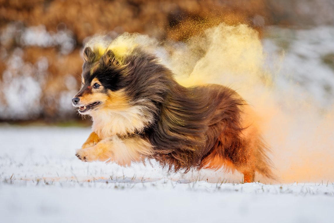 Sheltie Rüde rennt mit buntem gelb orange Holipulver durch den Schnee beim Hundefotoshooting