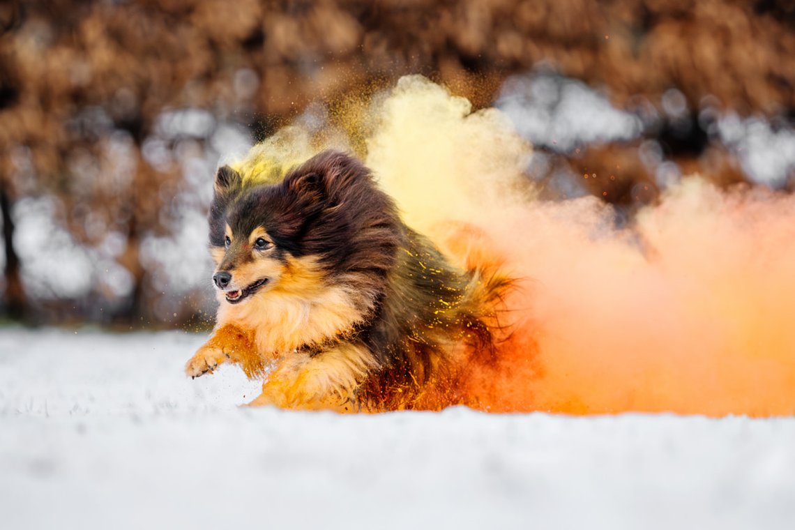 Sheltie Rüde rennt mit buntem Holipulver durch den Schnee beim Hundefotoshooting