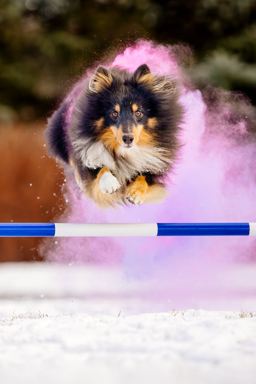 Sheltie Rüde springt mit Holipulver in lila und pink über eine Agility Hürde beim Hundefotoshooting