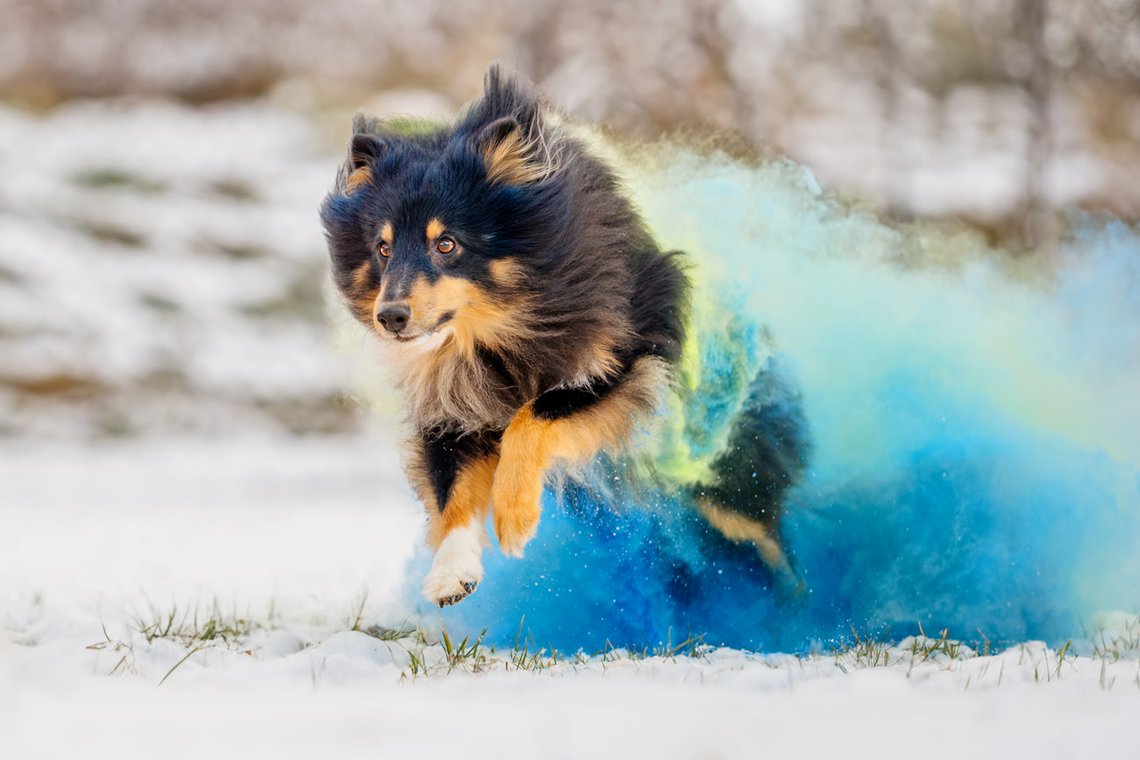 Sheltie Rüde rennt mit Holipulver in blau und grün durch den Schnee beim Hundefotoshooting