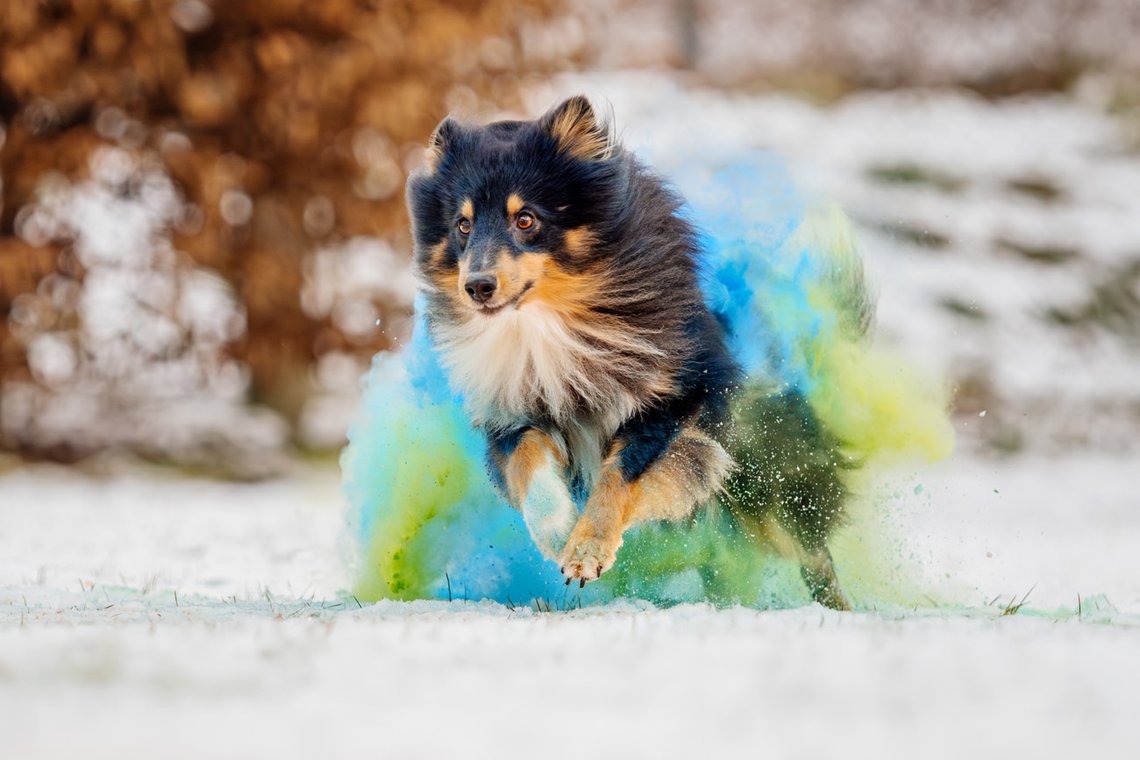 Sheltie Rüde rennt mit Holipulver in blau und grün durch den Schnee beim Hundefotoshooting