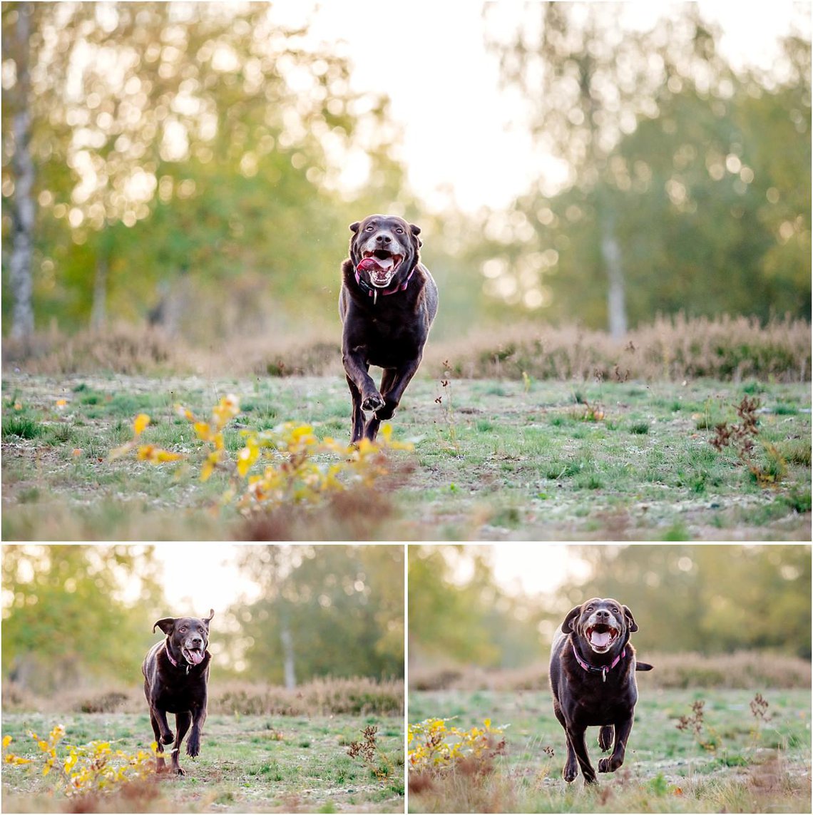 Labrador rennt über Wiese bei Hundefotoshooting in Dresden