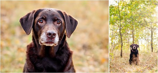 Labrador Hundeportrait