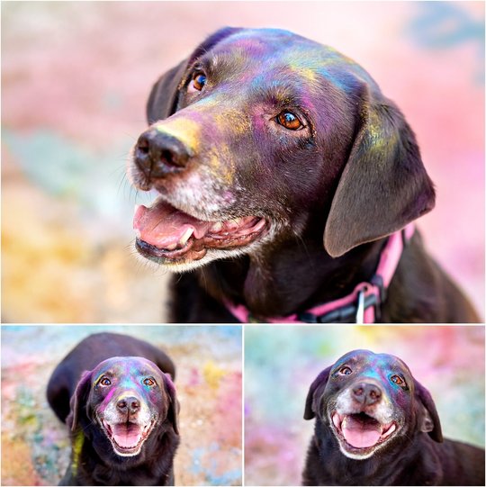 bunte Hundefotos mit Labrador und Holifarbe in Dresden