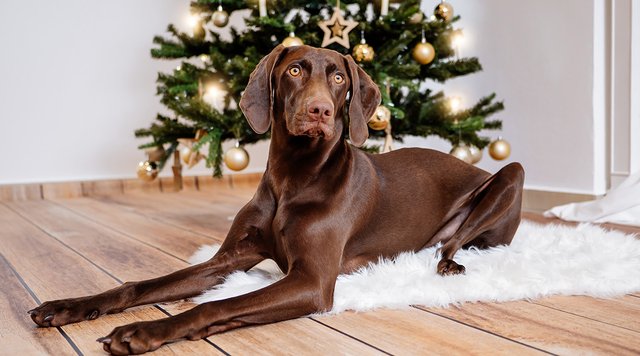 Labrador Weimaraner Mischling vor Weihnachtsbaum im Fotostudio Hundefotos Dresden