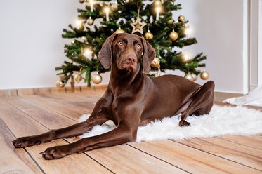 Labrador Weimaraner Mischling vor Weihnachtsbaum im Fotostudio Hundefotos Dresden