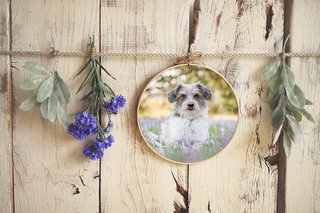 Hundefoto in runder Leinwand