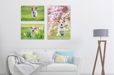 Wandgalerie mit drei Leinwand Bildern und Hundefotos
