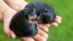 Australian Kelpie Welpen