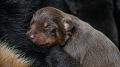 Australian Kelpie Welpen