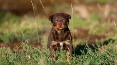 Australian Kelpie Welpen
