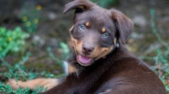 Australian Kelpie Welpen