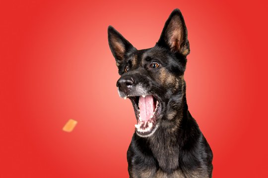 Deutscher Schäferhund fängt ein Leckerli bei einem Fotoshoot im Studio