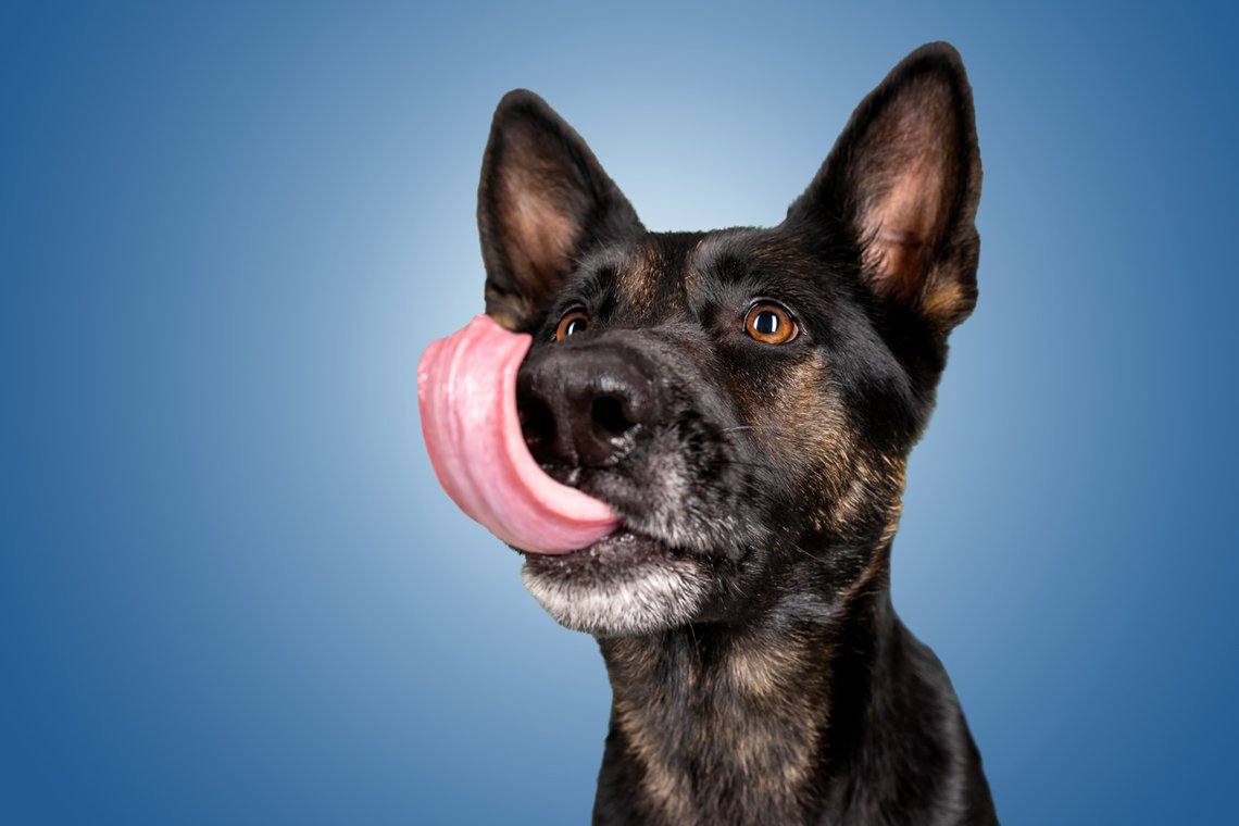 Deutsche Schäferhund Hündin schleckt sich über die Nase