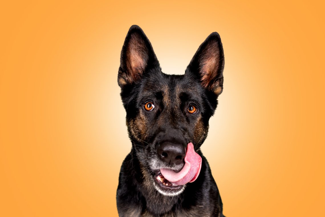 Deutscher Schäferhund schaut mit Dackelblick nach oben und schleckt sich über die Schnauze