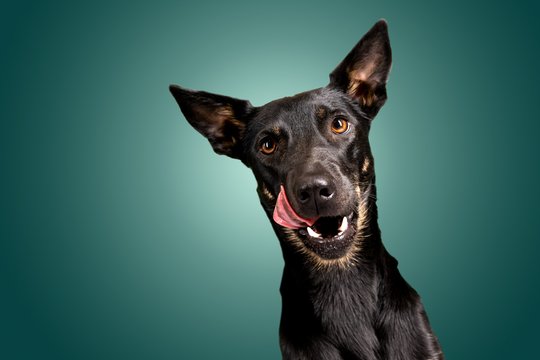 Lustige Hundefotos mit Mischlingshündin in Dresden-010.jpg