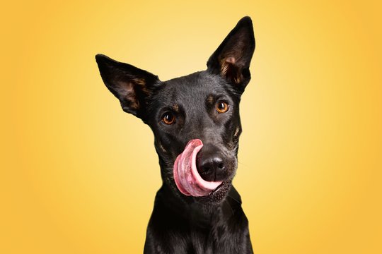 Lustige Hundefotos mit Mischlingshündin in Dresden-002.jpg