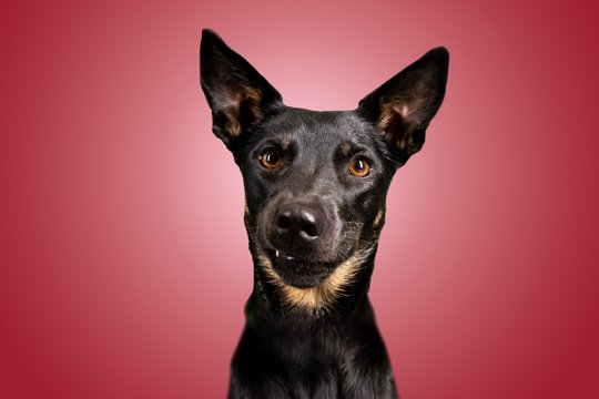 Lustige Hundefotos mit Mischlingshündin in Dresden-003.jpg