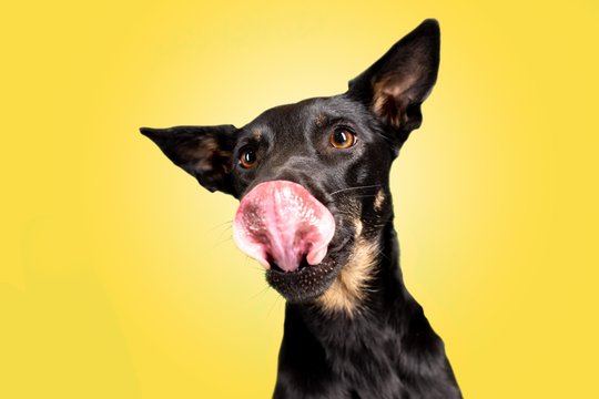 Lustige Hundefotos mit Mischlingshündin in Dresden-005.jpg