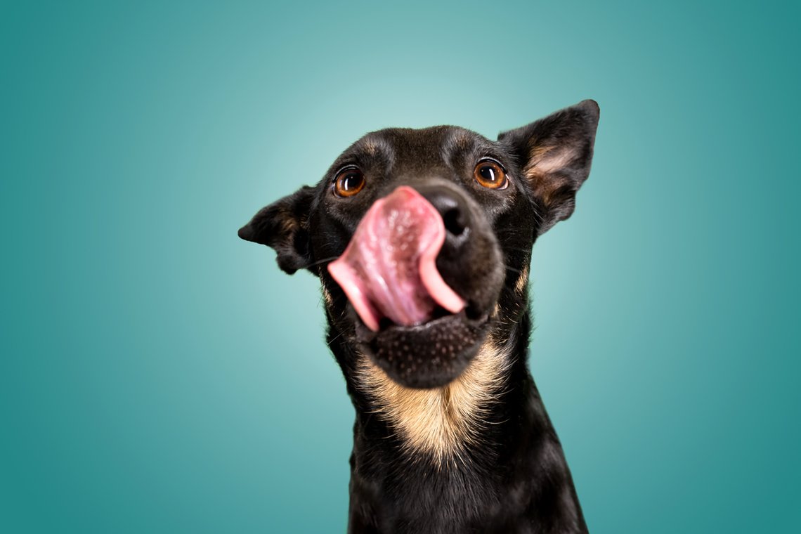 Lustige Hundefotos mit Mischlingshündin in Dresden-001.jpg