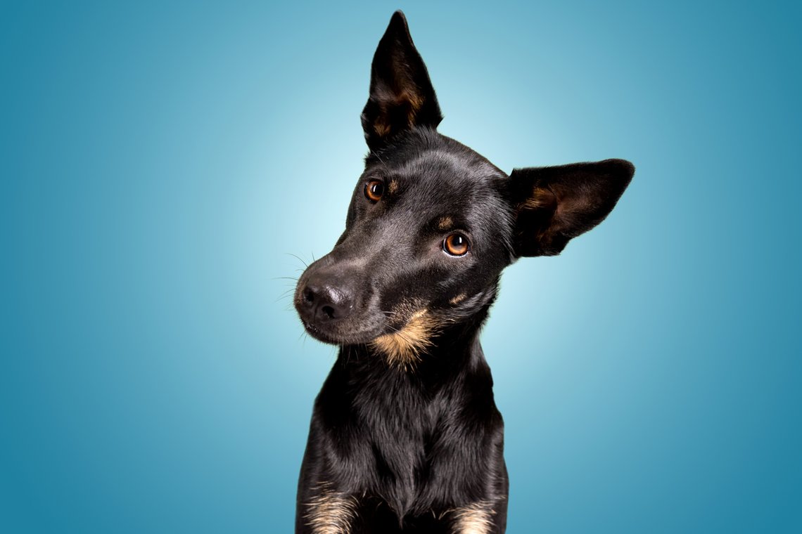 Lustige Hundefotos mit Mischlingshündin in Dresden-011.jpg