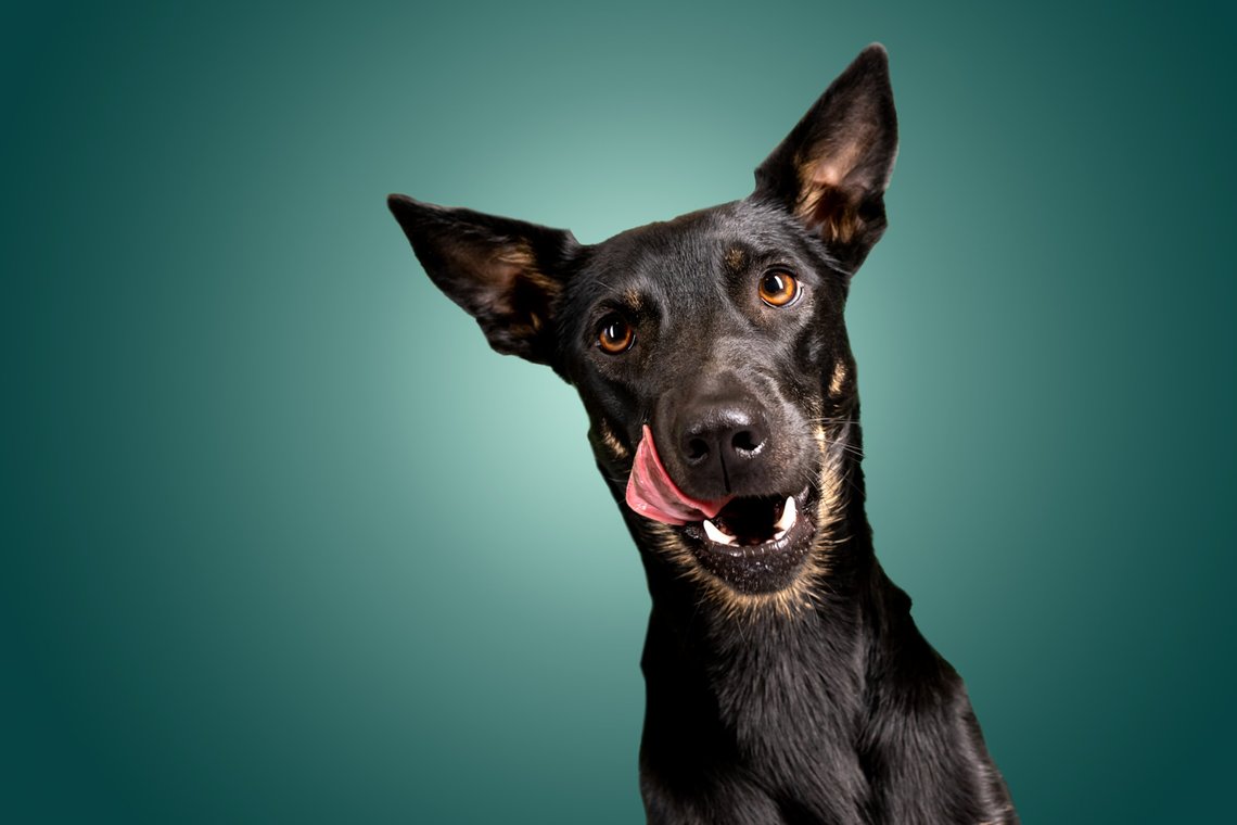 Lustige Hundefotos mit Mischlingshündin in Dresden-010.jpg