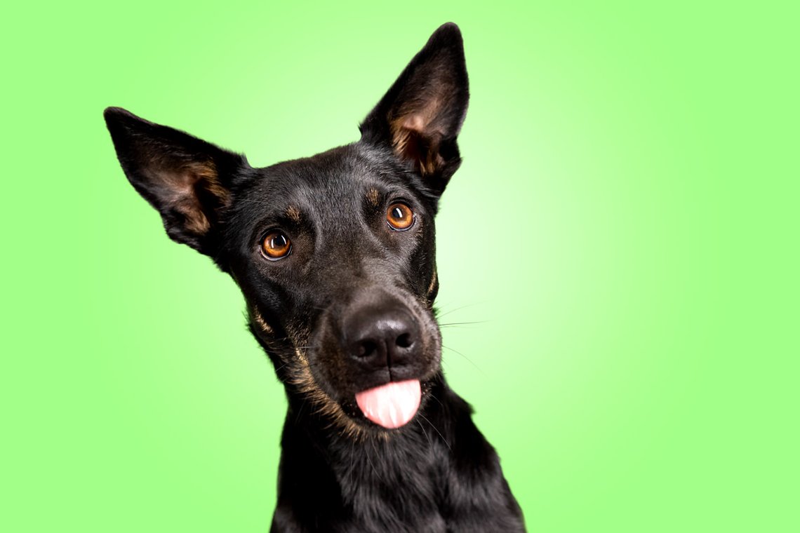 Lustige Hundefotos mit Mischlingshündin in Dresden-008.jpg